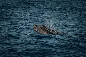dauphins saint brieuc.jpg